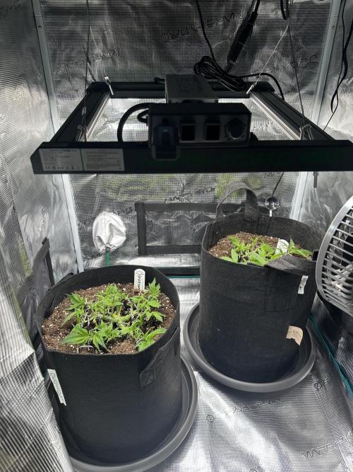 #1ST PHOTOS: SlushMintCake&SkywalkerHaze. Week 6 - Overview