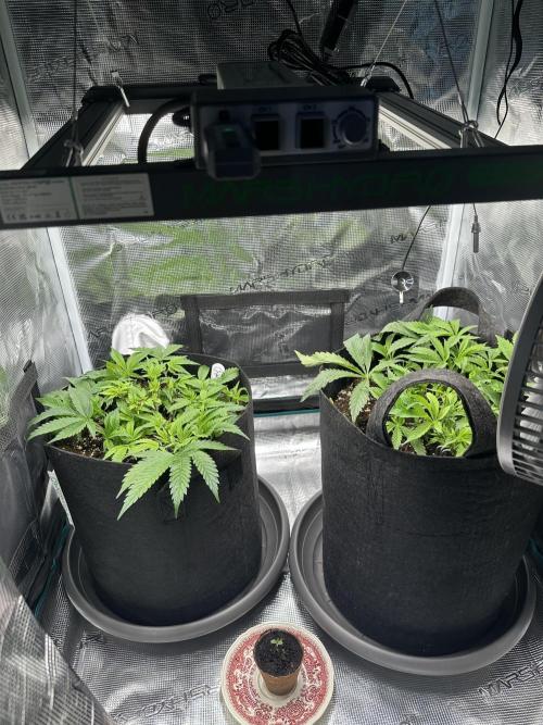 #1ST PHOTOS: SlushMintCake&SkywalkerHaze. Week 7
