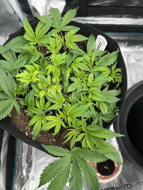 #1ST PHOTOS: SlushMintCake&SkywalkerHaze. Week 7 - Sky from the top