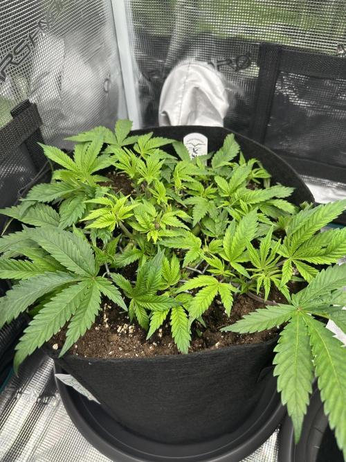 #1ST PHOTOS: SlushMintCake&SkywalkerHaze. Week 7 - Sky side