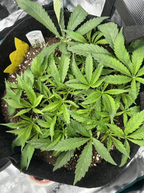 #1ST PHOTOS: SlushMintCake&SkywalkerHaze. Week 7 - Slush from the top