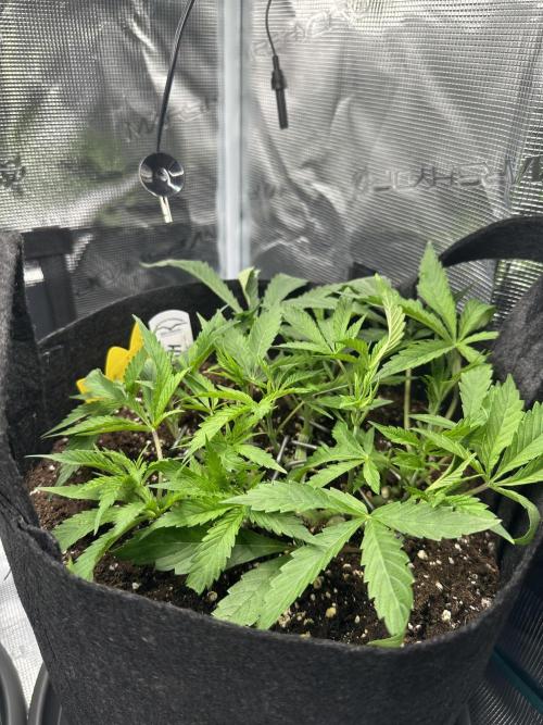 #1ST PHOTOS: SlushMintCake&SkywalkerHaze. Week 7 - Slush Side view