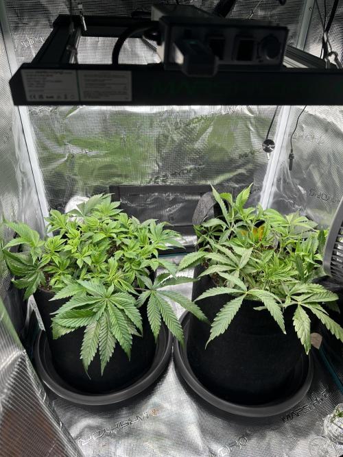 #1ST PHOTOS: SlushMintCake&SkywalkerHaze. Week 8 - Overview (before removing leaves)