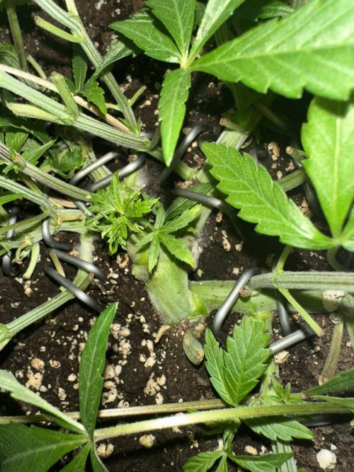 #1ST PHOTOS: SlushMintCake&SkywalkerHaze. Week 8 - Shock! Mold on substrate.