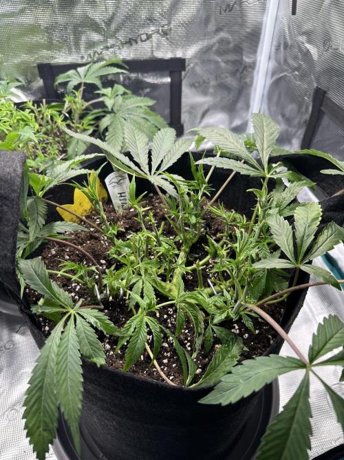 #1ST PHOTOS: SlushMintCake&SkywalkerHaze. Week 8 - Slush Front after removing a lot of leaves