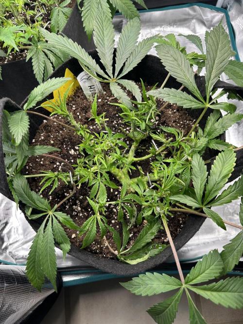 #1ST PHOTOS: SlushMintCake&SkywalkerHaze. Week 8 - Slush Top