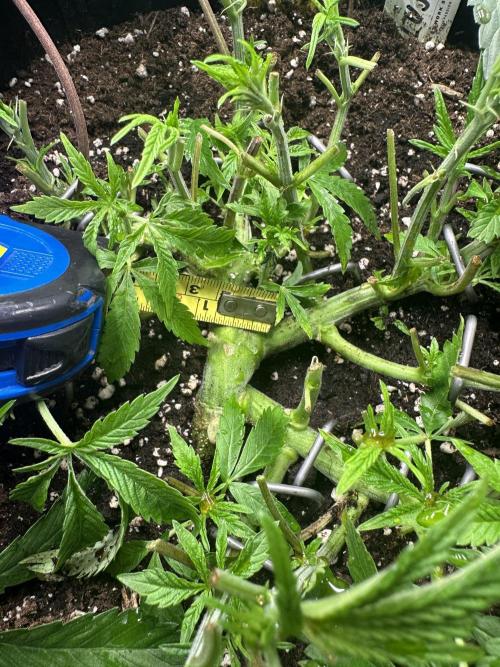 #1ST PHOTOS: SlushMintCake&SkywalkerHaze. Week 8 - Slush: thick