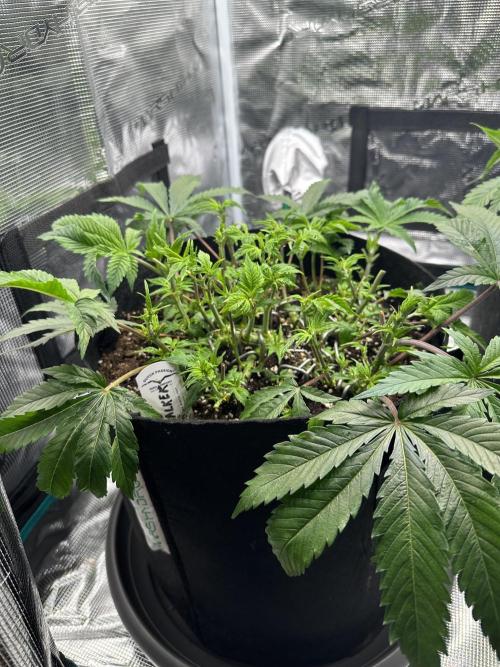 #1ST PHOTOS: SlushMintCake&SkywalkerHaze. Week 8 - Skywalker Front (also removed a lot of leaves here)