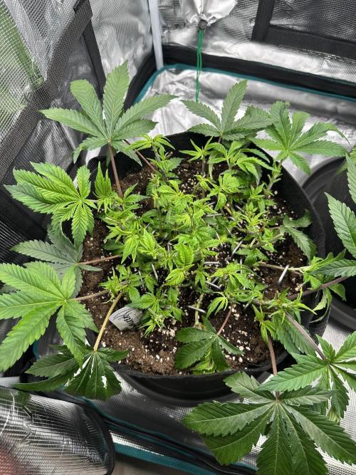 #1ST PHOTOS: SlushMintCake&SkywalkerHaze. Week 8 - Skywalker Top