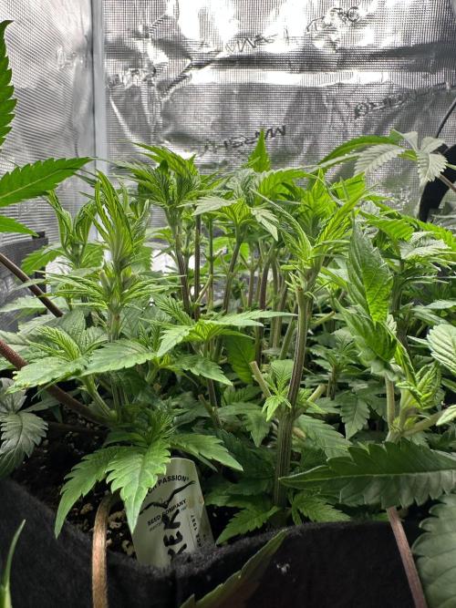 #1ST PHOTOS: SlushMintCake&SkywalkerHaze. Week 9 - Skywalker Side