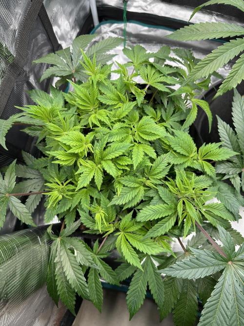 #1ST PHOTOS: SlushMintCake&SkywalkerHaze. Week 9 - Skywalker top