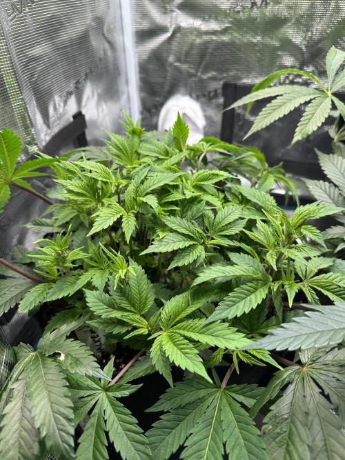 #1ST PHOTOS: SlushMintCake&SkywalkerHaze. Week 9 - Skywalker 45°