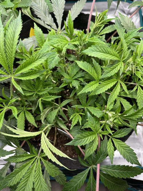 #1ST PHOTOS: SlushMintCake&SkywalkerHaze. Week 9 - Slush Top