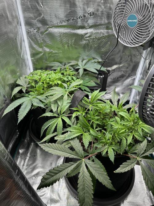 #1ST PHOTOS: SlushMintCake&SkywalkerHaze. Week 9 - Overview: Slush Front, Skywalker Back