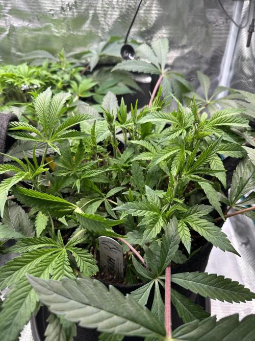#1ST PHOTOS: SlushMintCake&SkywalkerHaze. Week 9 - Slush 45°