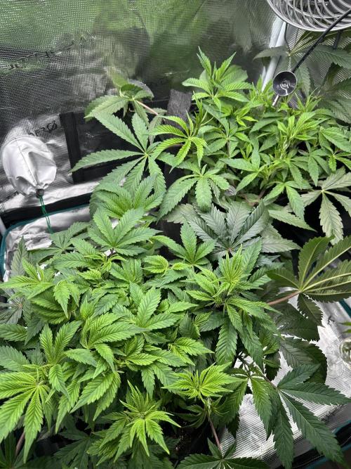 #1ST PHOTOS: SlushMintCake&SkywalkerHaze. Week 10 - Before defoil (Skywalker in front)