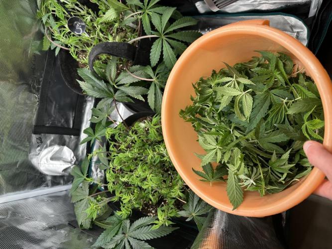#1ST PHOTOS: SlushMintCake&SkywalkerHaze. Week 10 - Defoil