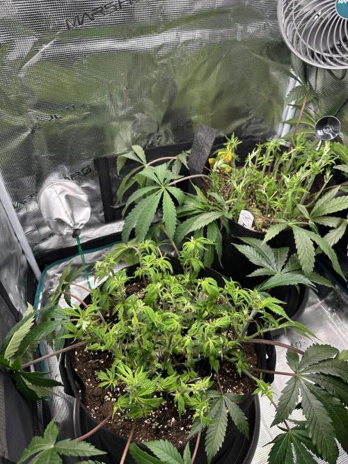 #1ST PHOTOS: SlushMintCake&SkywalkerHaze. Week 10 - Result of defoil, April 21st