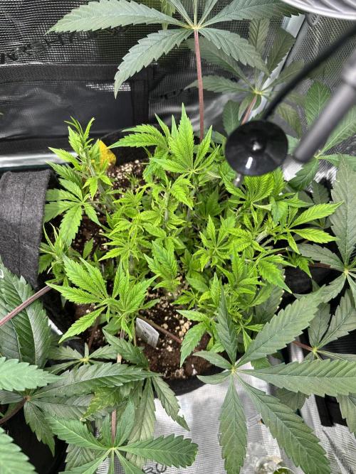 #1ST PHOTOS: SlushMintCake&SkywalkerHaze. Week 10 - Night of flip (Slush Mint Cake), April 24th