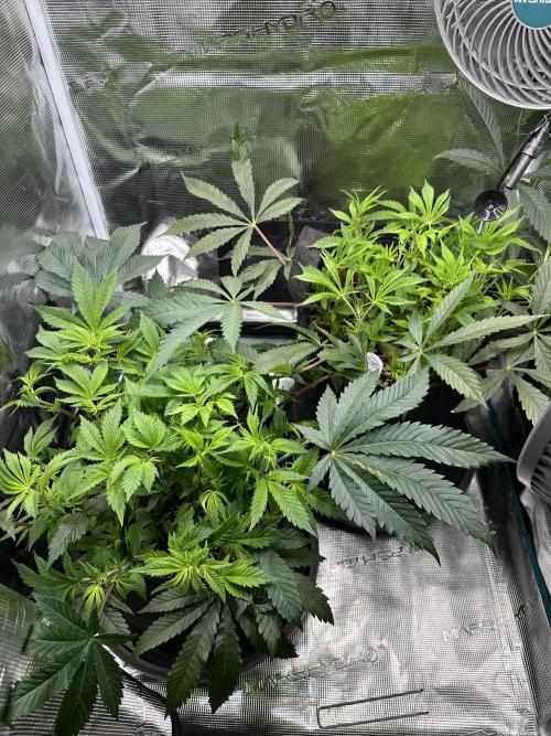 #1ST PHOTOS: SlushMintCake&SkywalkerHaze. Week 10 - "End of Vegi" / week10, April 26th