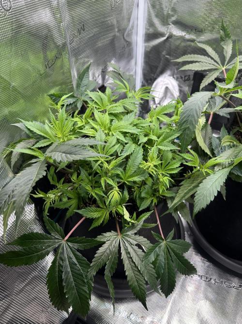 #1ST PHOTOS: SlushMintCake&SkywalkerHaze. Week 10 - Skywalker 45°