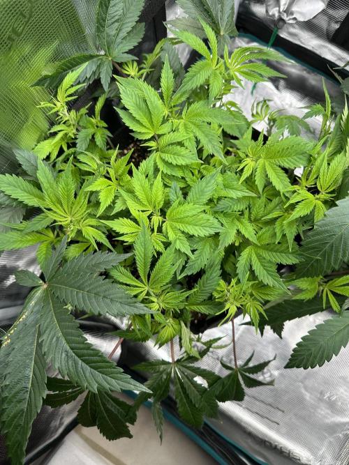 #1ST PHOTOS: SlushMintCake&SkywalkerHaze. Week 10 - Skywalker aerial