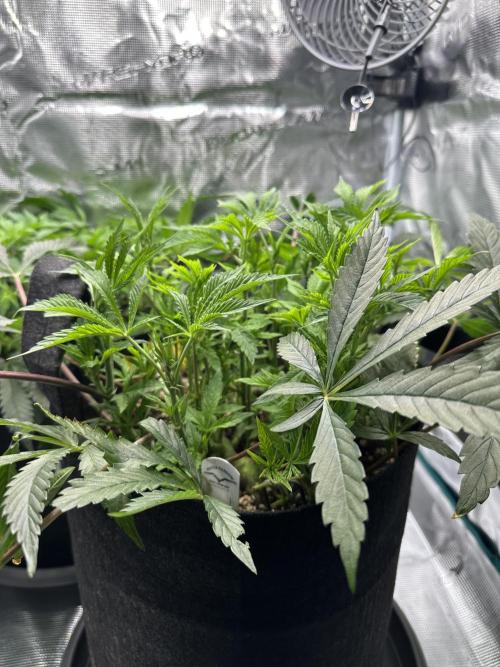 #1ST PHOTOS: SlushMintCake&SkywalkerHaze. Week 10 - Slush Mint Cake Side