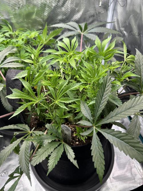 #1ST PHOTOS: SlushMintCake&SkywalkerHaze. Week 10 - Slush Mint Cake 45°