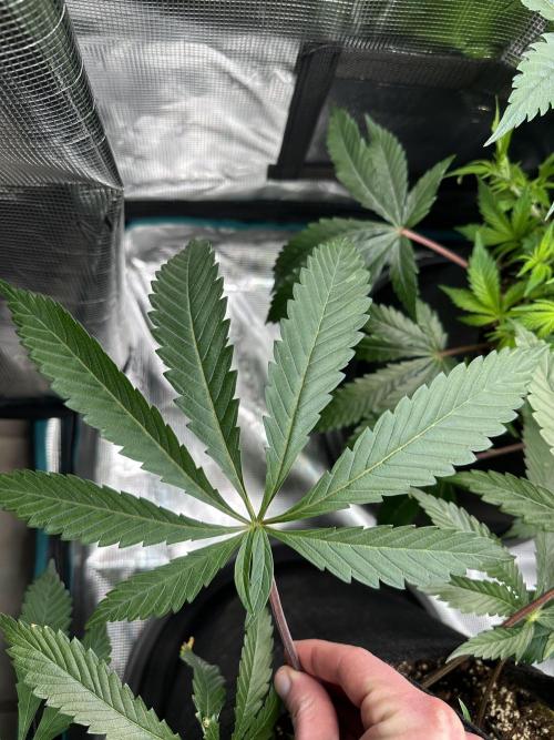 #1ST PHOTOS: SlushMintCake&SkywalkerHaze. Week 10 - Slush Mint Cake fan leaf