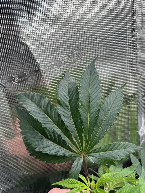 #1ST PHOTOS: SlushMintCake&SkywalkerHaze. Week 10 - Skywalker fan leaf