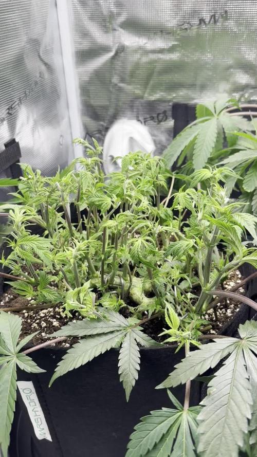 #1ST PHOTOS: SlushMintCake&SkywalkerHaze