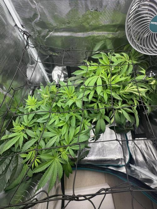 #1ST PHOTOS: SlushMintCake&SkywalkerHaze. Week 11 - Overview 