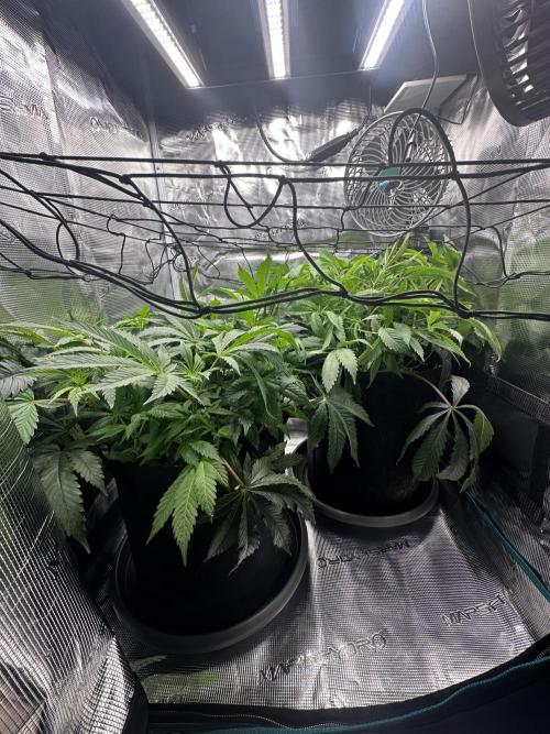 #1ST PHOTOS: SlushMintCake&SkywalkerHaze. Week 11 - Side 