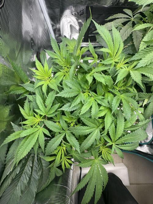 #1ST PHOTOS: SlushMintCake&SkywalkerHaze. Week 11 - Top Skywalker 