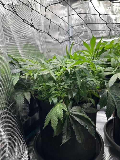 #1ST PHOTOS: SlushMintCake&SkywalkerHaze. Week 11 - Side skywalker 