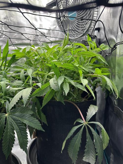 #1ST PHOTOS: SlushMintCake&SkywalkerHaze. Week 11 - Slush side