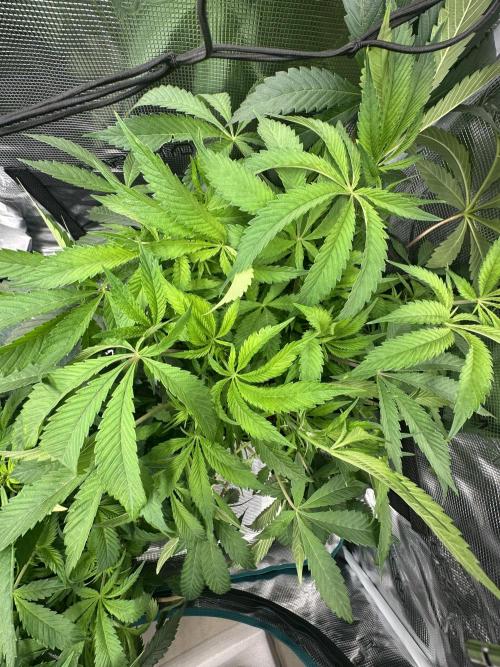 #1ST PHOTOS: SlushMintCake&SkywalkerHaze. Week 11 - Slush top