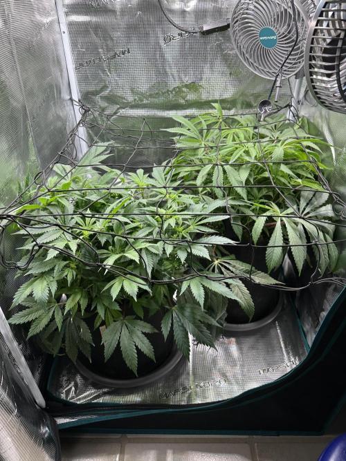 #1ST PHOTOS: SlushMintCake&SkywalkerHaze. Week 12 - Beforce ScrOG