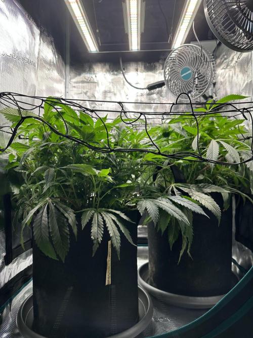 #1ST PHOTOS: SlushMintCake&SkywalkerHaze. Week 12 - Before ScrOG bottom view