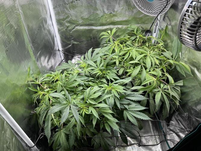 #1ST PHOTOS: SlushMintCake&SkywalkerHaze. Week 12 - ScrOG