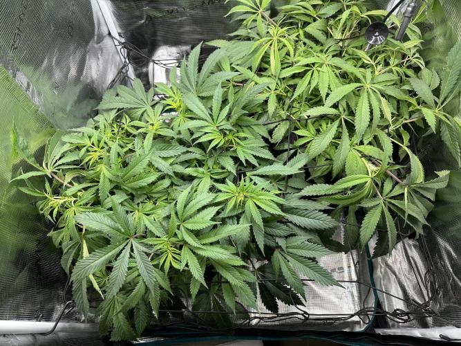 #1ST PHOTOS: SlushMintCake&SkywalkerHaze. Week 12 - ScrOG top