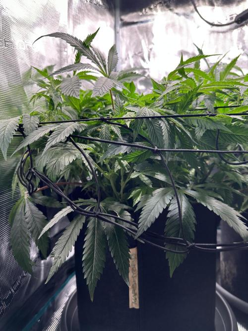 #1ST PHOTOS: SlushMintCake&SkywalkerHaze. Week 12 - Skywalker side