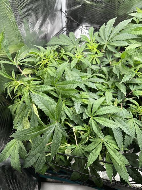 #1ST PHOTOS: SlushMintCake&SkywalkerHaze. Week 12 - Skywalker top