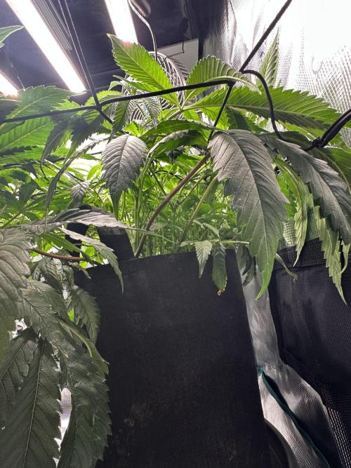 #1ST PHOTOS: SlushMintCake&SkywalkerHaze. Week 12 - Slush side