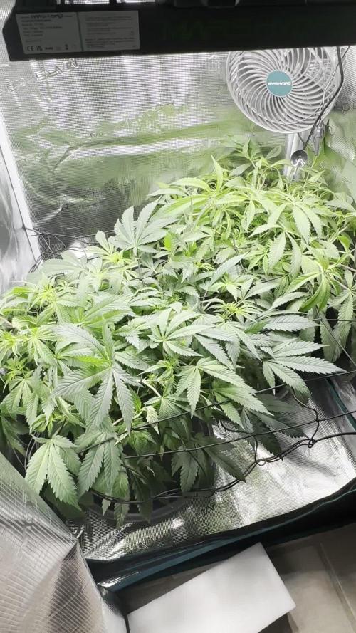 #1ST PHOTOS: SlushMintCake&SkywalkerHaze