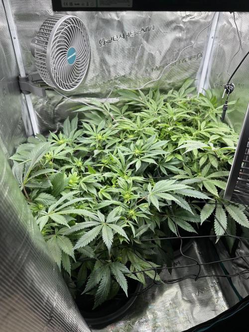 #1ST PHOTOS: SlushMintCake&SkywalkerHaze. Week 13 - Overview 1