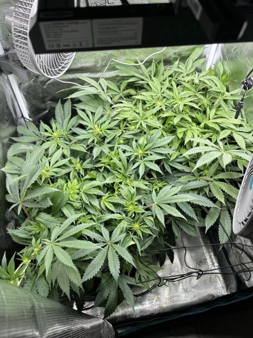 #1ST PHOTOS: SlushMintCake&SkywalkerHaze. Week 13 - Overview 2