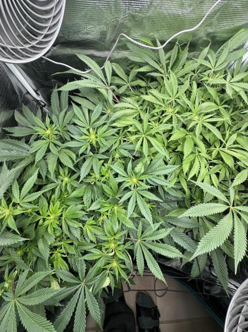 #1ST PHOTOS: SlushMintCake&SkywalkerHaze. Week 13 - Overview top