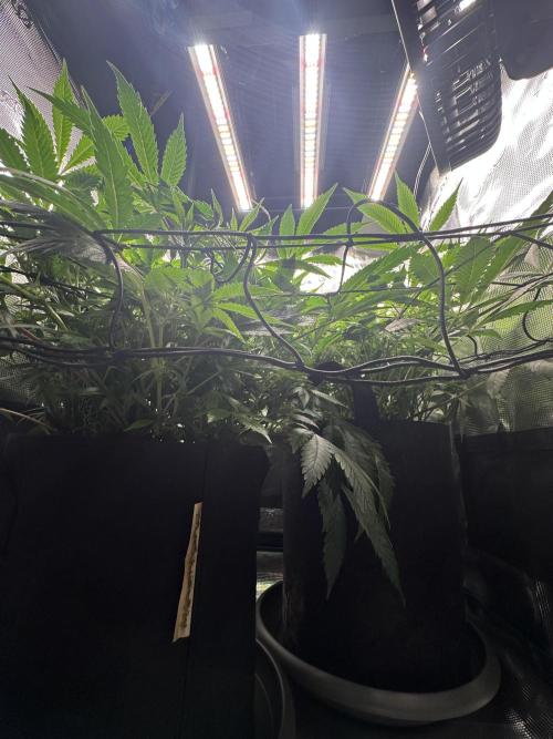 #1ST PHOTOS: SlushMintCake&SkywalkerHaze. Week 13 - bottom