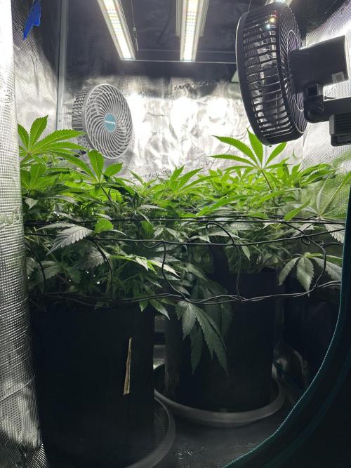 #1ST PHOTOS: SlushMintCake&SkywalkerHaze. Week 13 - Side
